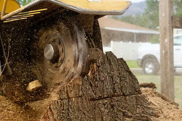 Professional Stump Removal Contractors in Milton MA