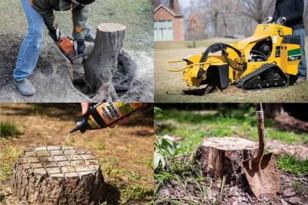 Tree Stump Removal Equipment: What Every Homeowner Should Know Before ...